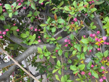 秋海棠シュウカイドウが咲いていました カネコゲンカイツツジは満開です