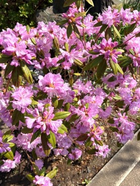 カネコゲンカイツツジ