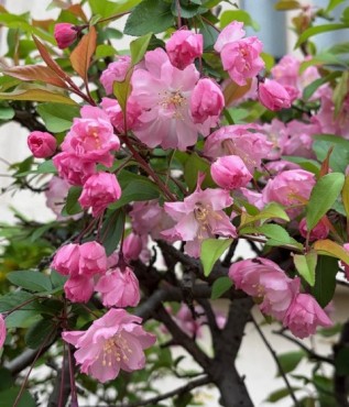 秋海棠・シュウカイドウ