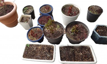 待機中のシャクヤクとボタン 施餓鬼会（4月23日）には咲くと思います 参道に置こうと思います