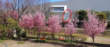 福性寺の空き地 庭を造ることができません 住職の遊び場となっています 矢印は3～4年目のアンズの木の幹 楕円ないはそこに咲いた花です