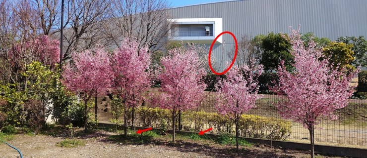 福性寺の空き地 庭を造ることができません 住職の遊び場となっています 矢印は3～4年目のアンズの木の幹 楕円ないはそこに咲いた花です