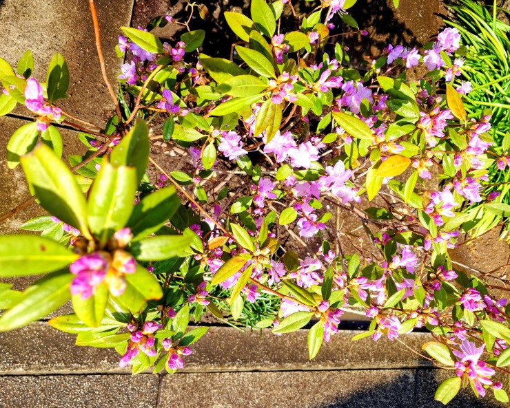 今日のカネコゲンカイツツ ジ 茨城県の秋元園芸植木屋やっちゃん様が美しいと推薦した木です 寺内に10株を植えました