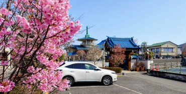 駐車場の陽光桜 従来は彼岸会の後に咲きました ピンクが濃く空き地ができればもう数本は増やそうかなと考えています
