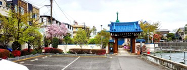 本日の福性寺 駐車場のツツジの花が開き出しました 花祭りには咲きそろいます 施餓鬼会は問題あり＝咲き終わってしまいそうです