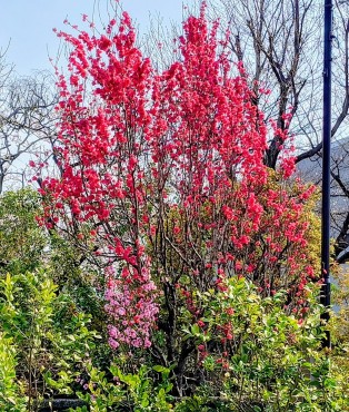 花桃が満開です 白山堀公園に隣接しています