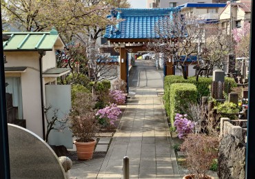 ご本尊様の視線 参道脇にカネコゲンカイツツジ