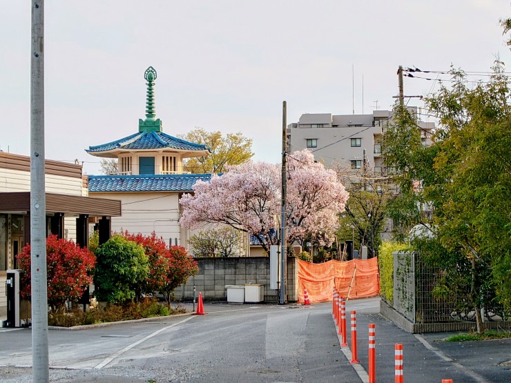 昨日夕方の福性寺 墓地の北西の端に江戸彼岸桜 
