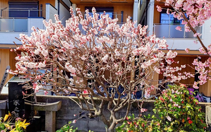  アンズの木は剪定に強いらしい 丸く樹形を作ることができます 右上は安行桜右下はツバキです3月12日撮影