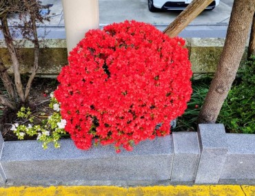 駐車場の花壇 まん丸(笑)
