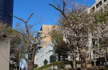 切断した太い枝の下が枯れて花がありません Y字型の2本の木の間にヘリコプター！ヘリコプターでサクラ見物をするとは・・・