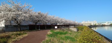 4月3日 堀船周回路スーパー堤防 j上流に向かって撮影