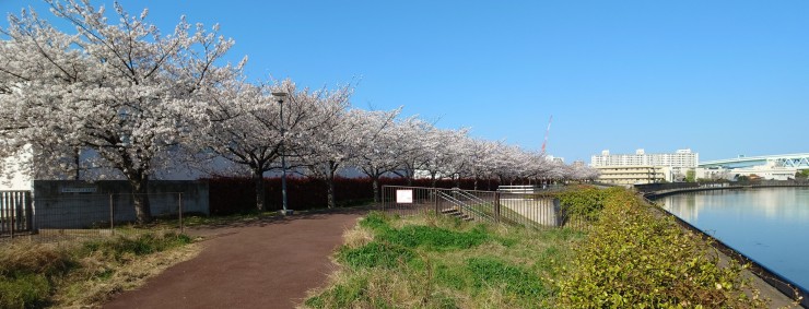 4月3日 堀船周回路スーパー堤防 j上流に向かって撮影