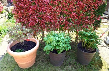 水屋の近くのシャクヤクとボタン