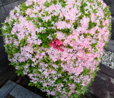 墓地内ツツジ名前を知りません