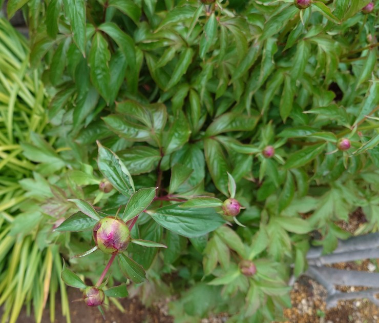 本堂前シャクヤク