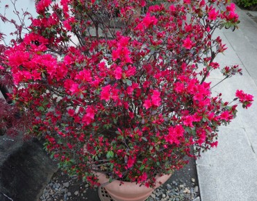 中央参道脇ベニキリシマツツジ