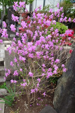 ミツバツツジ そろそろ花が散ります