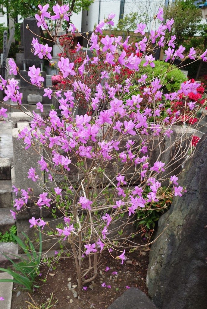 ミツバツツジ そろそろ花が散ります