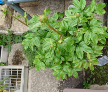 白山堀公園の隣りの水屋近くのシャクヤク