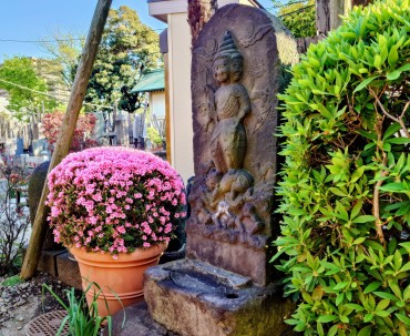 ピンクのツツジ キリン もう何年前から丸いです 20年以上でしょうか