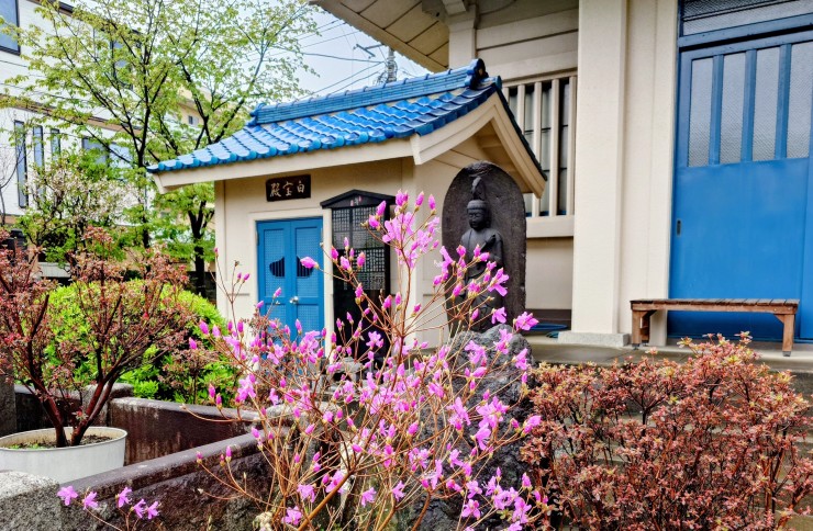 本堂前のミツバツツジ ひらり上の緑が安行寒緋桜です 下の福性寺最大の休息スペースにはサクラ天井ができます