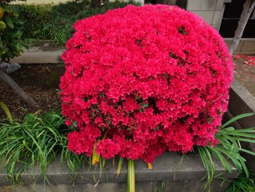 客殿前花壇ベニキリシマツツジ