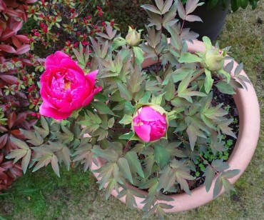 客殿玄関前ボタン 施餓鬼会（4月23日）まで待てないボタンです もう少しゆっくり咲くボタンと入替えでしょうか？