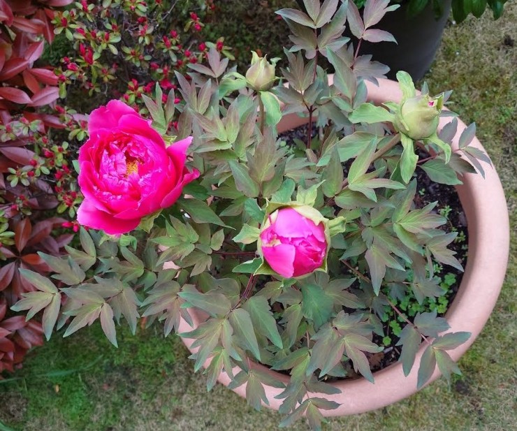 客殿玄関前ボタン 施餓鬼会(4月23日)まで待てないボタンです もう少しゆっくり咲くボタンと入替えでしょうか?