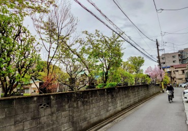 新緑となった福性寺の安行寒緋桜 電線の邪魔にならないように枝を落としてあります 植木職人さんには湯合材を使うようにお願いしています