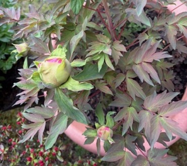 ボタン こちらも施餓鬼会には咲きそうです 花壇にも5株あります