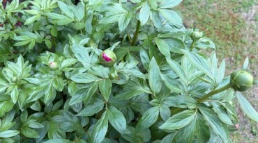 シャクヤク 赤い花の色が見えます 施餓鬼会には咲く気満々(笑)と理解しました