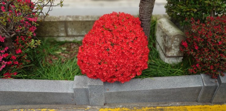 駐車場のフラワーボールです