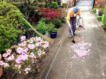 本日参道は清潔です カネコゲンカイツツジがとうとう終わります 3週間以上咲いていました